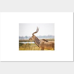 Greater kudu (Tragelaphus strepsiceros) with oxpeckers Posters and Art